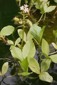 Image result for Menyanthaceae