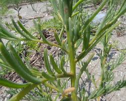 Image result for Suaeda articulata