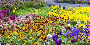 In conjunction with the spring plant sale and as part of earth day weekend, the friends' education & visitor experience team will host a free informational spring plant fair from 10 a.m. 15 Best Annual Flowers Annual Flowers List