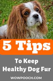 How Dog S Fur Tells A Lot About Your Puppy S Health Wowpooch Big Dog Little Dog Dog Skin Dog Health