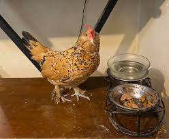 Profile for Phantom the Bantam Mini Texas Chicken