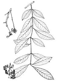 Image result for Lepidotrichilia volkensii