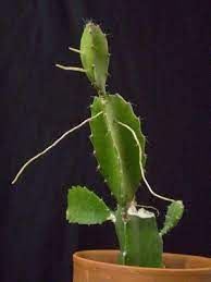 They use their aerial roots to attach onto their host tree, but also to gather nutrients and water from the surrounding area, and from organic debris that so when you do see aerial roots on your fishbone cactus, it is perfectly normal. Plants Are The Strangest People 1 13 08 1 20 08