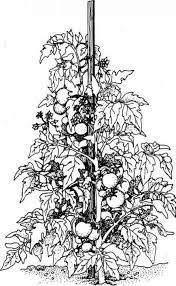 Click the tomato plant coloring pages to view printable version or color it online (compatible with ipad and android tablets). Pin On Science