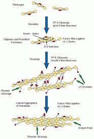Image result for Fibrinogen