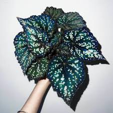 Image result for Begonia princeae