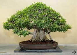 Repot your ficus tree during the spring, every other year, using a basic bonsai soil acquisition of ficus ginseng bonsai: Care For The Ficus Bonsai Tree Retusa Ginseng Bonsai Empire