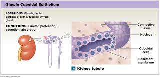 Simple Cuboidal Epithelium Of Kidney Tubule Basement Membrane Human Anatomy And Physiology Body Fluid