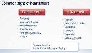 mitral valve disease and the cavalier king charles spaniel