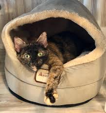Please read before putting a flea collar on your pet. 8wpld8npn7vrpm