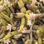 Image result for Arthraerua leubnitziae