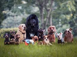 Find newfoundland puppies for sale and dogs for adoption. Newfoundland Dog Photos Show How Massive They Are Simplemost