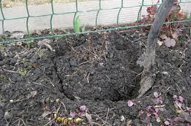 The best time to transplant the clematis jackmanii from its nursery pot is during the spring or early summer. Clematis Care And Trimming In The Fall Preparation For Winter When To Transplant Clematis Is It Possible To Transplant Clematis In The Fall