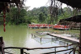 I know that sounds cheesy, but with everyone around the fire or picnicking on the river beach, we really. Eat Till Tummy Full Fish Farm Thai Restaurant Hulu Langat Ampang