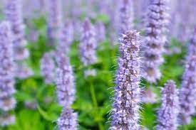 The flower color deepens once open, then the blossoms turn into papery little fairy lanterns which can be dried for arrangements, says shepherd. 60 Flowers That Start With G Home Stratosphere