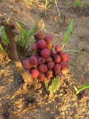 Image result for Antrocaryon nannanii