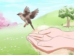 3 Ways To Feed A Baby Bird Wikihow