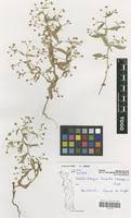 Image result for Wahlenbergia hirsuta