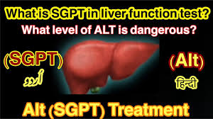 I am a frequent drinker. What Is Alt Sgpt In Liver Function Test What Level Of Sgpt Is Dangerous Alt Treatmeint Urdu Hindi Youtube