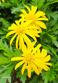 Image result for Cyperus pectinatus