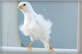 Forums pour discuter de canary, voir ses formes composées jaune canari, jaune poussin adj invadjectif invariable: My Experience In The Breeding Of The Domestic Canary And The Canariculture Steemit