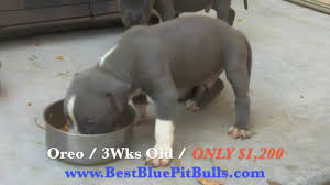 Already receiving socialisation and comma. Pitbull Puppies For Sale In Arizona Pr Ukc Registered Blue Pit Bull Puppies In Arizona Oreo Youtube