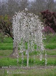 We did not find results for: Snow Fountains Weeping Flowering Cherry Prunus X Cv Snofozam A Beautiful Dwarf Weeping Cherry In Spring Gra Weeping Cherry Tree Moon Garden Weeping Trees