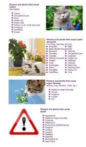 46 Zimmerpflanzen Haustierfreundlich Silahsilah Com Indoor Plants Pet Friendly Plants Pet Friendly Cat Plants