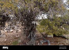 Image result for Pappea capensis