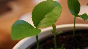 Gartner Tutorial Wie Man Aus Einem Kern Einen Zitronenbaum Zieht Garten Pflanzen Pflanzen Vermehrung Garten