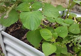 Image result for Coleus shirensis