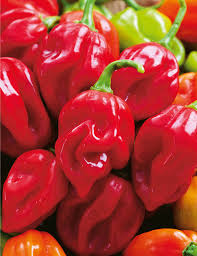 chilli habanero chilli seeds mr fothergill s chilli habanero giant red