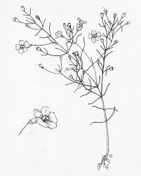 Image result for Orobanchaceae