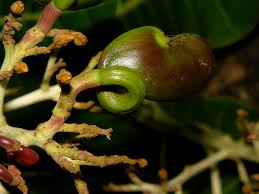 Image result for Anacardium