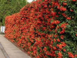 Pyracantha Feuerdorn Hecke Orange Glow Garten Hecken Hecke Pflanzen Gartengestaltung