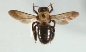 carpenter bee identification and signs