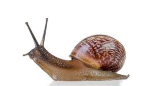Its been sitting there with is trap door partially open. How To Know If Snails Are Dead Quora