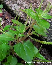 Image result for Peperomia pellucida