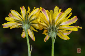 Image result for Crepis newii