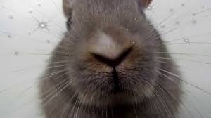 With an illustrated guide to help you learn about your silly bunny. Bunny Noses Twitching So Adorable Youtube