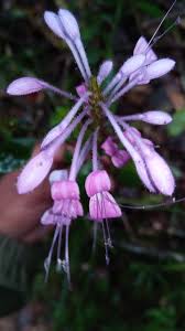 Image result for Brachystephanus