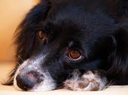 According to scientists, the average lifespan of those dogs is about 2 to 3 months. Canine Lymphoma For Dogs Vetlexicon Canis From Vetlexicon Definitive Veterinary Intelligence