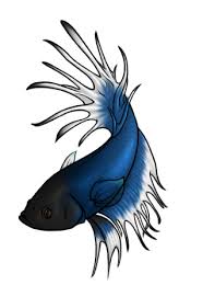 Check out the following list and update your knowledge. Crowntail Betta By Silencerwolf On Deviantart