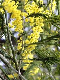 Image result for Acacia dealbata