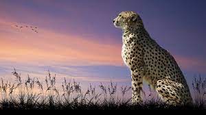 Feel the wisdom in the eyes of these furry predators. Cheetah Wallpaper Cheetah Wallpaper Animal Wallpaper Pet Birds
