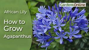 Image result for Agapanthus praecox