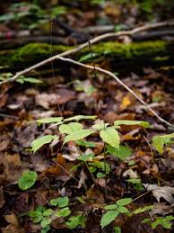 Image result for Fuirena leptostachya