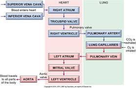 blood flow through the heart anatomy of the heart