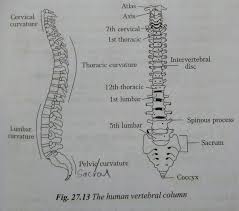 More bones equals more work and memory. How Many Bones Are There In The Spinal Cord Quora