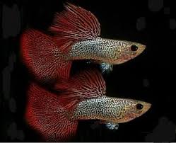 Le Guppy Guppy Guppy Fish Fresh Water Fish Tank